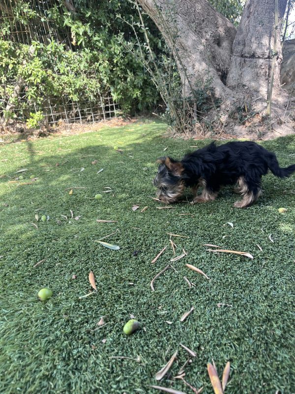 Yorkshire Terrier - Image 2