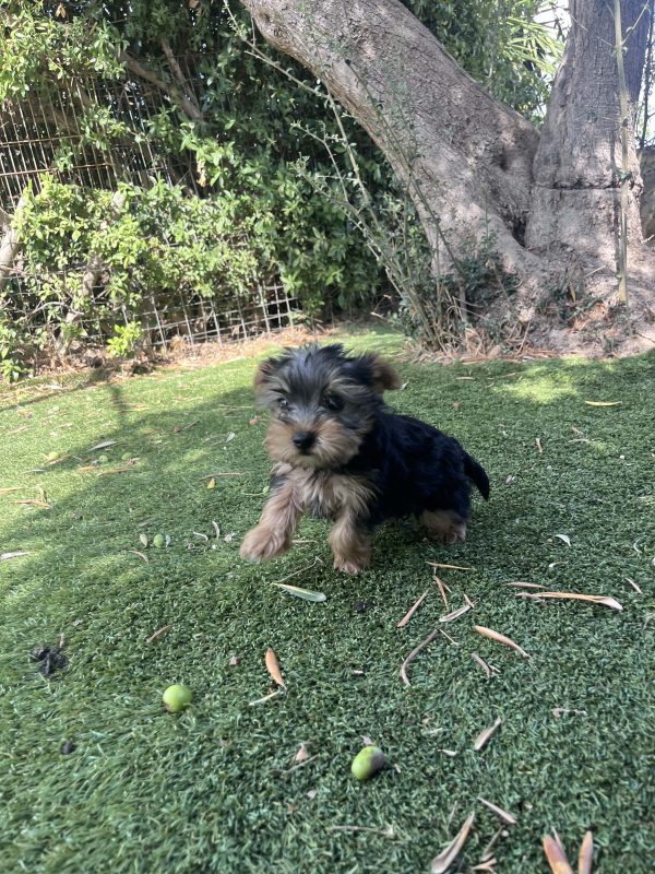 Yorkshire Terrier - Image 3