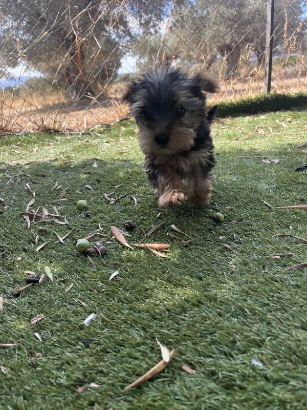 Yorkshire Terrier - Image 4