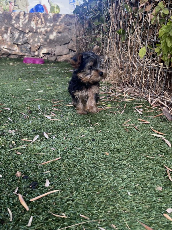 Yorkshire Terrier - Image 6