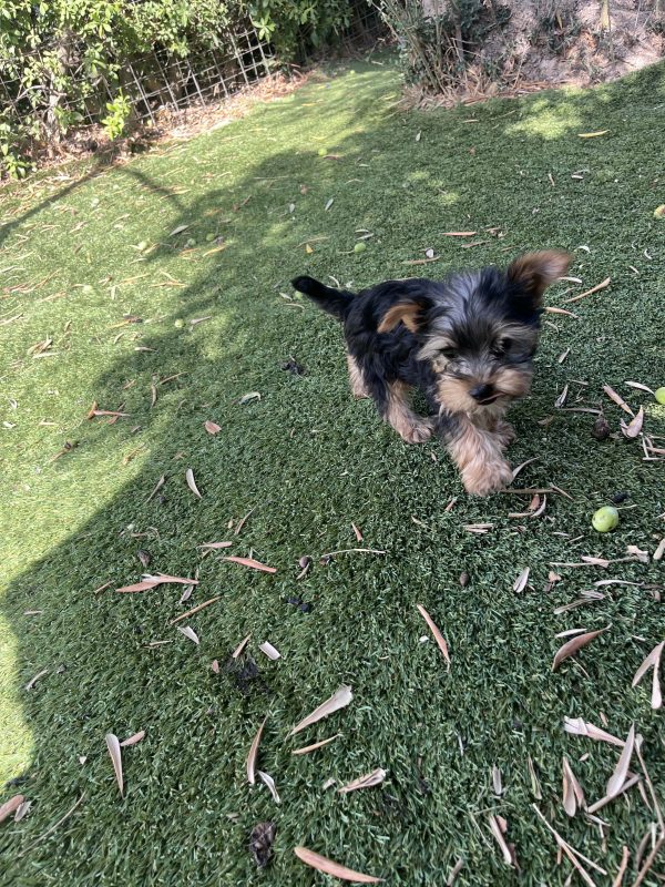 Yorkshire Terrier - Image 8