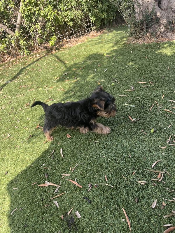 Yorkshire Terrier - Image 9