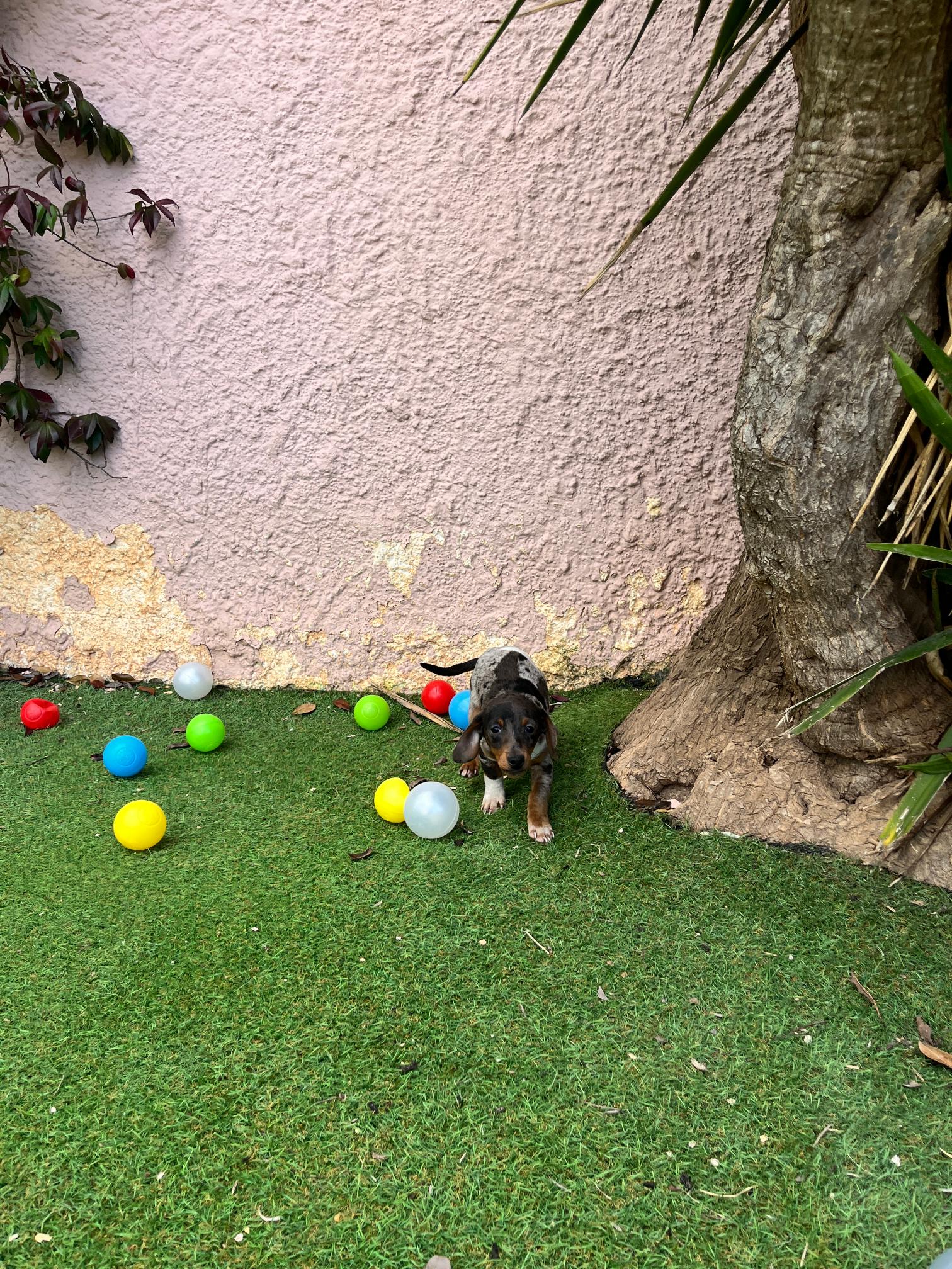 Dachshund - Teckel - Image 2