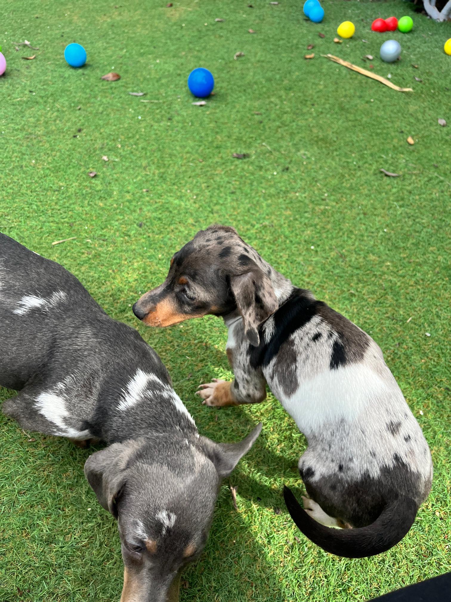 Dachshund - Teckel - Image 11