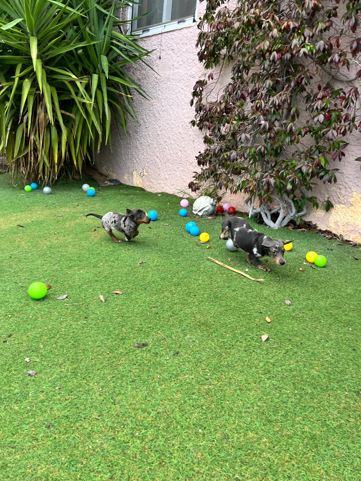 Dachshund - Teckel - Image 12