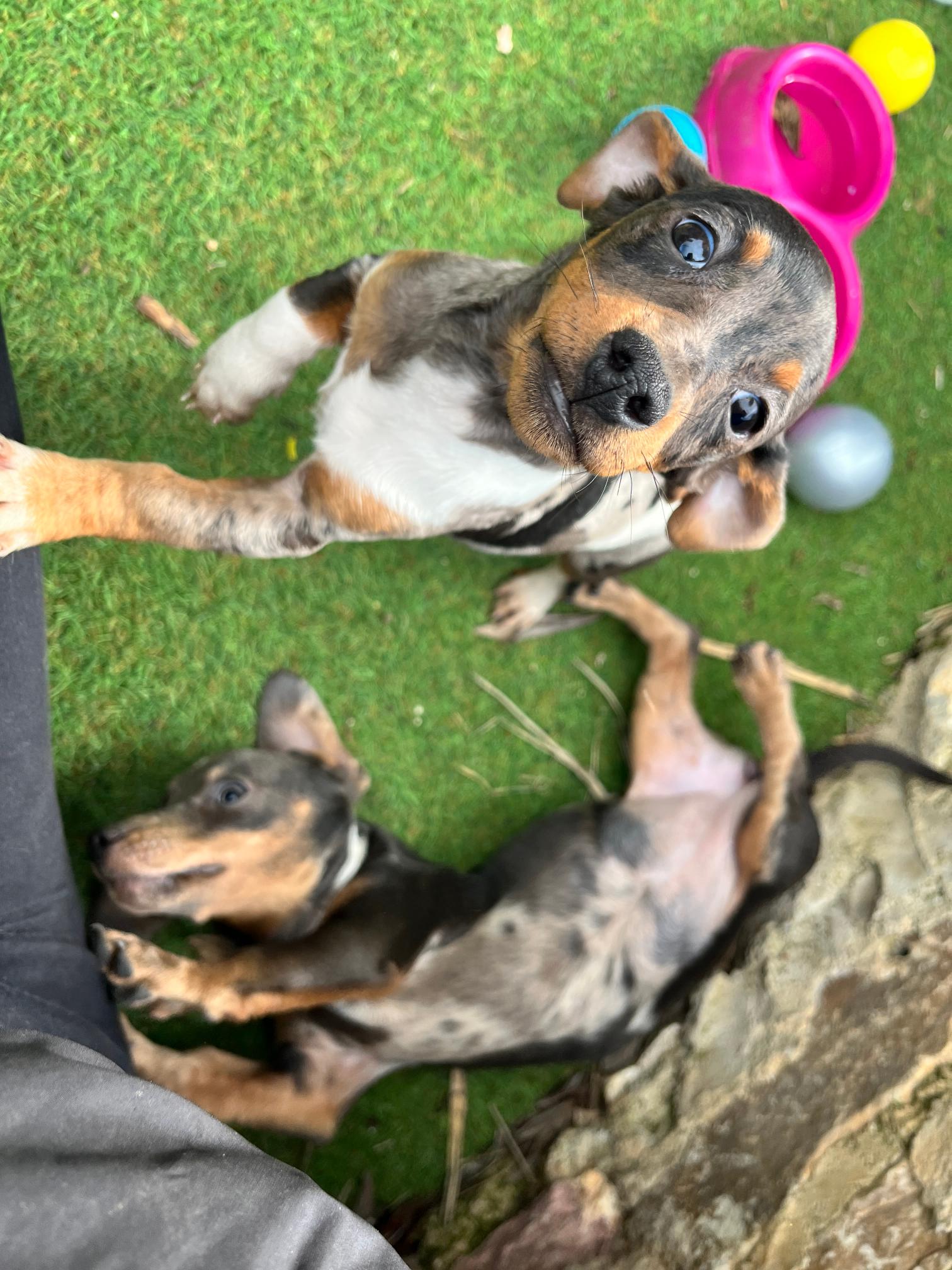 Dachshund - Teckel - Image 13