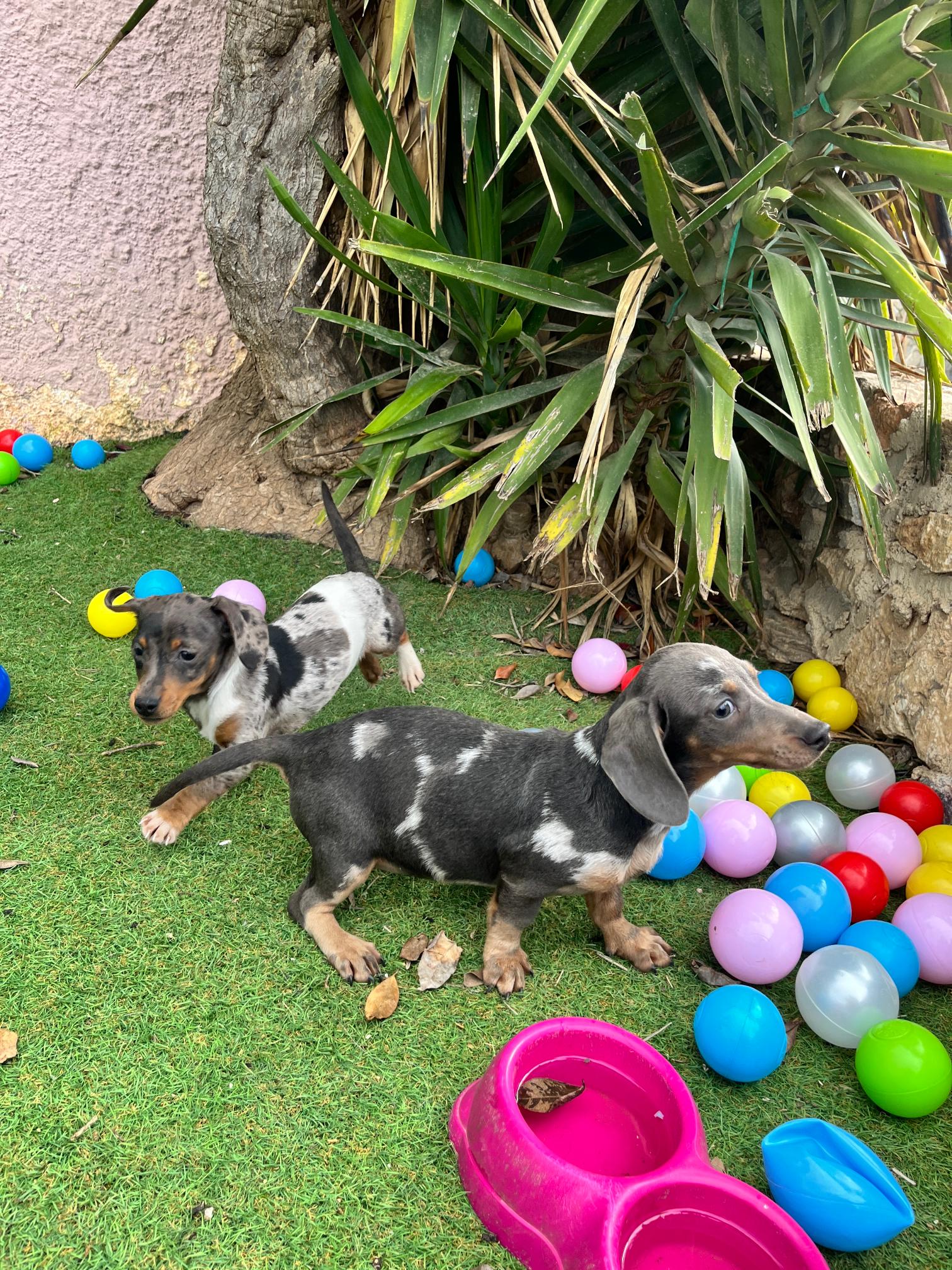 Dachshund - Teckel - Image 14