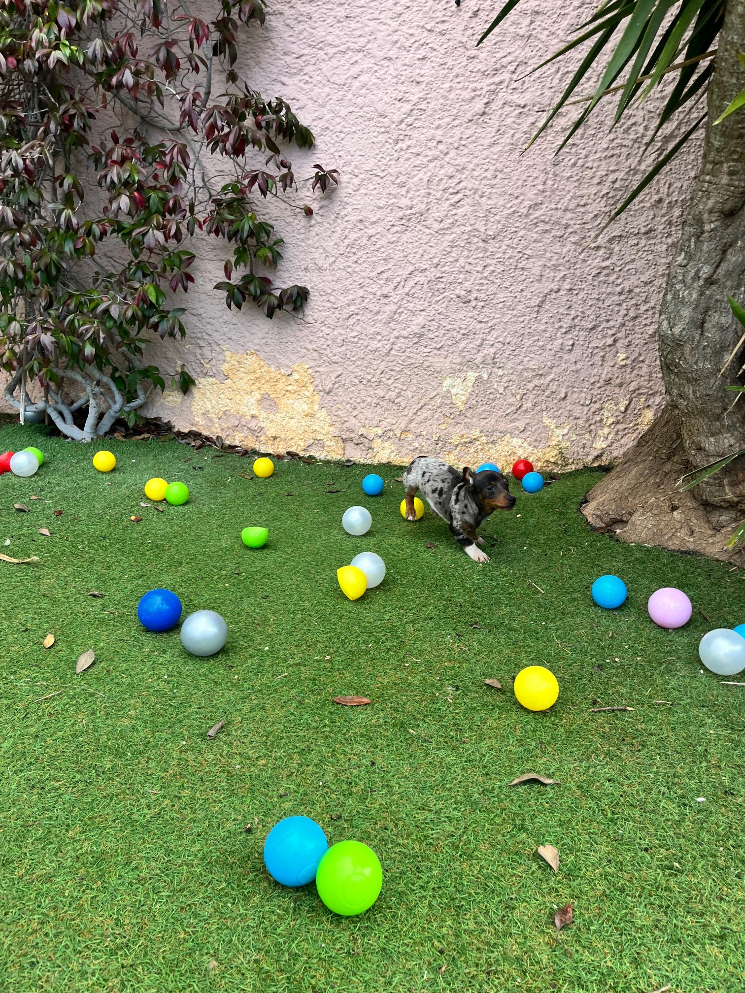 Dachshund - Teckel - Image 15