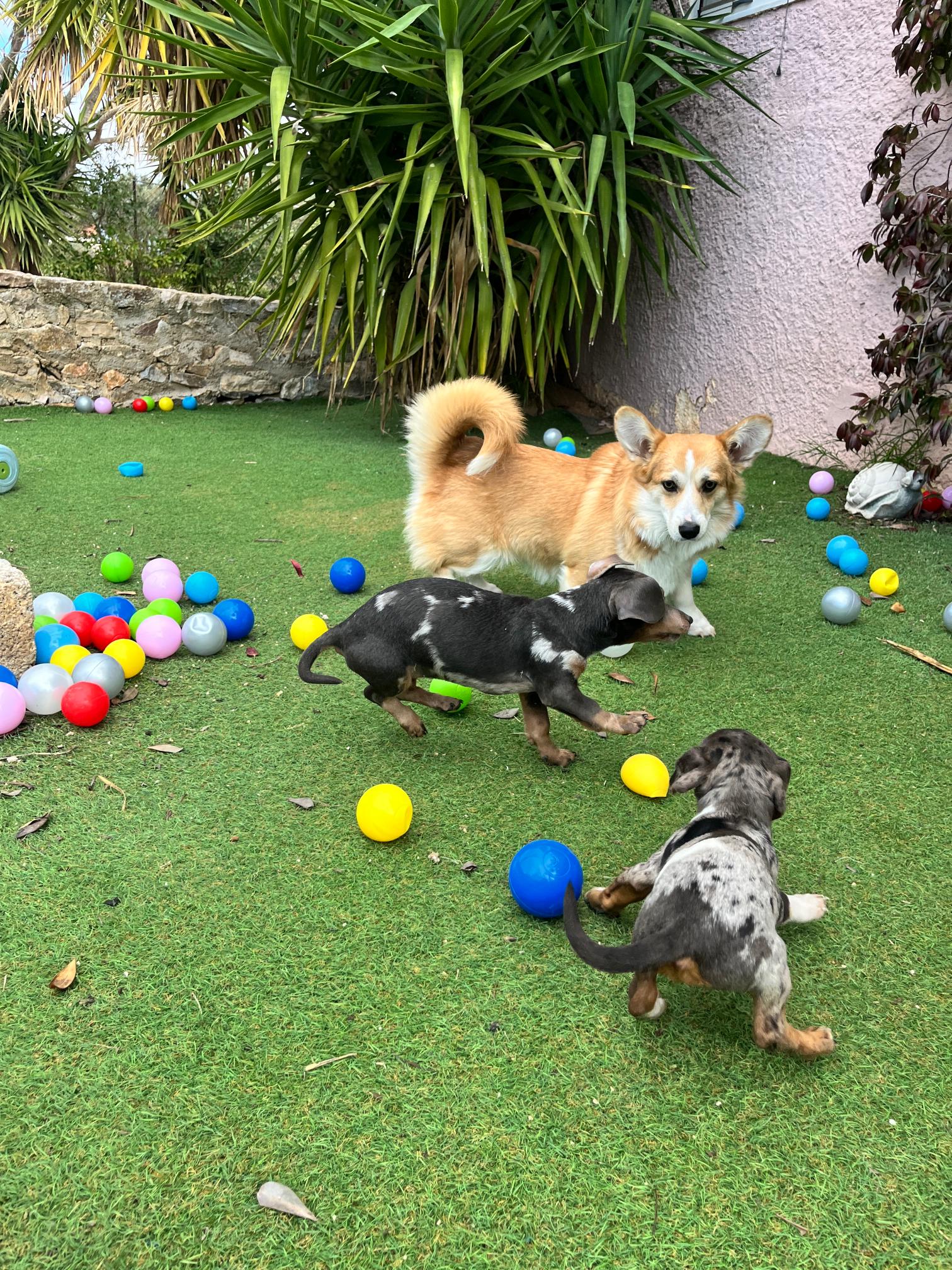 Dachshund - Teckel - Image 16