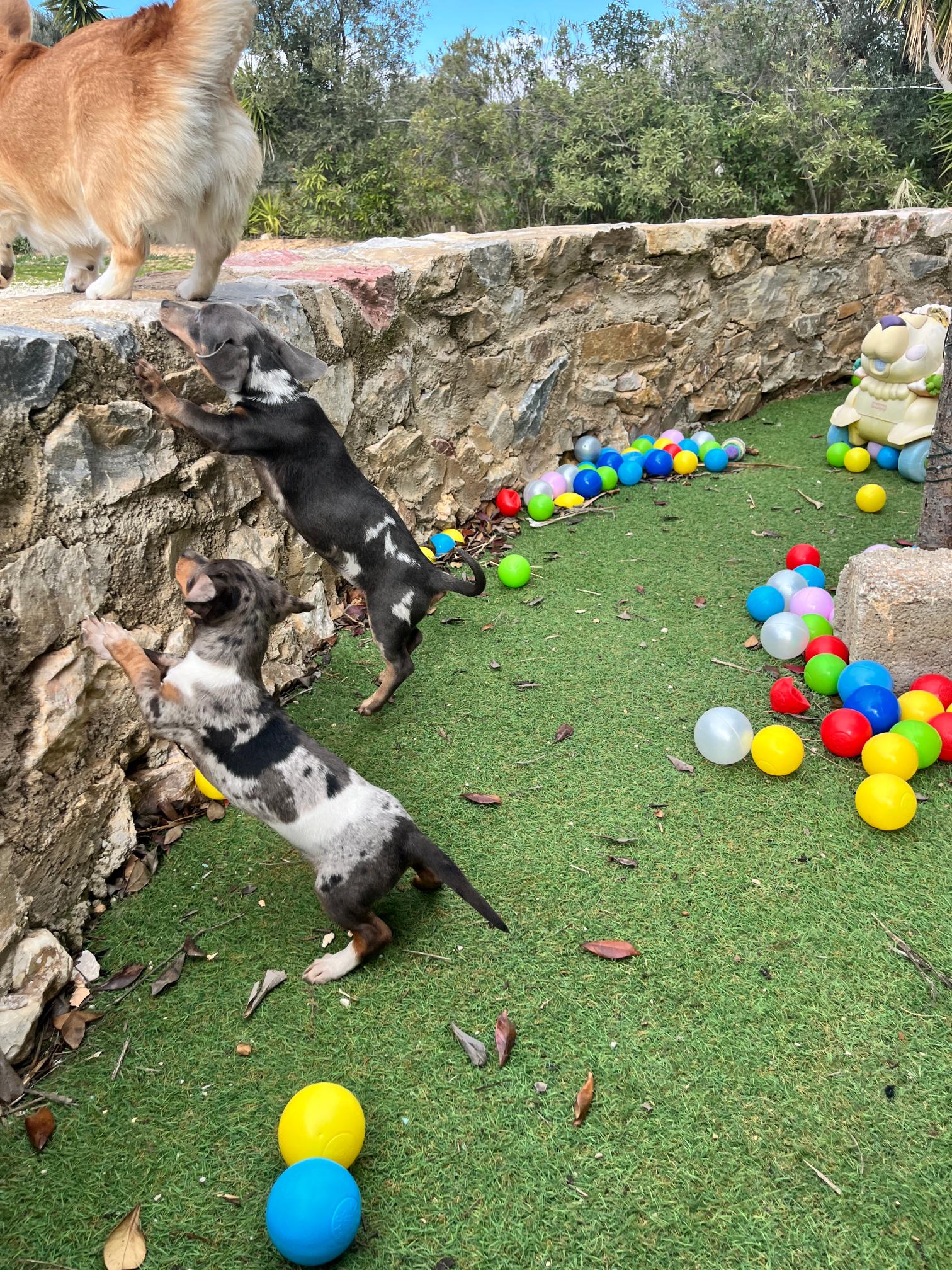 Dachshund - Teckel - Image 17