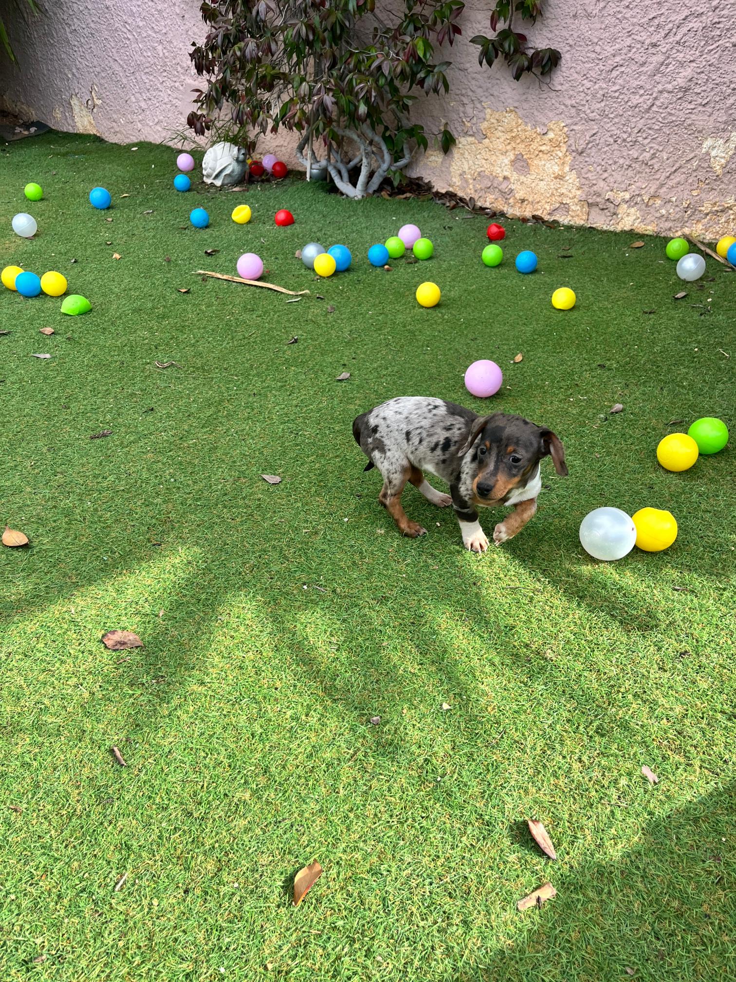 Dachshund - Teckel - Image 18