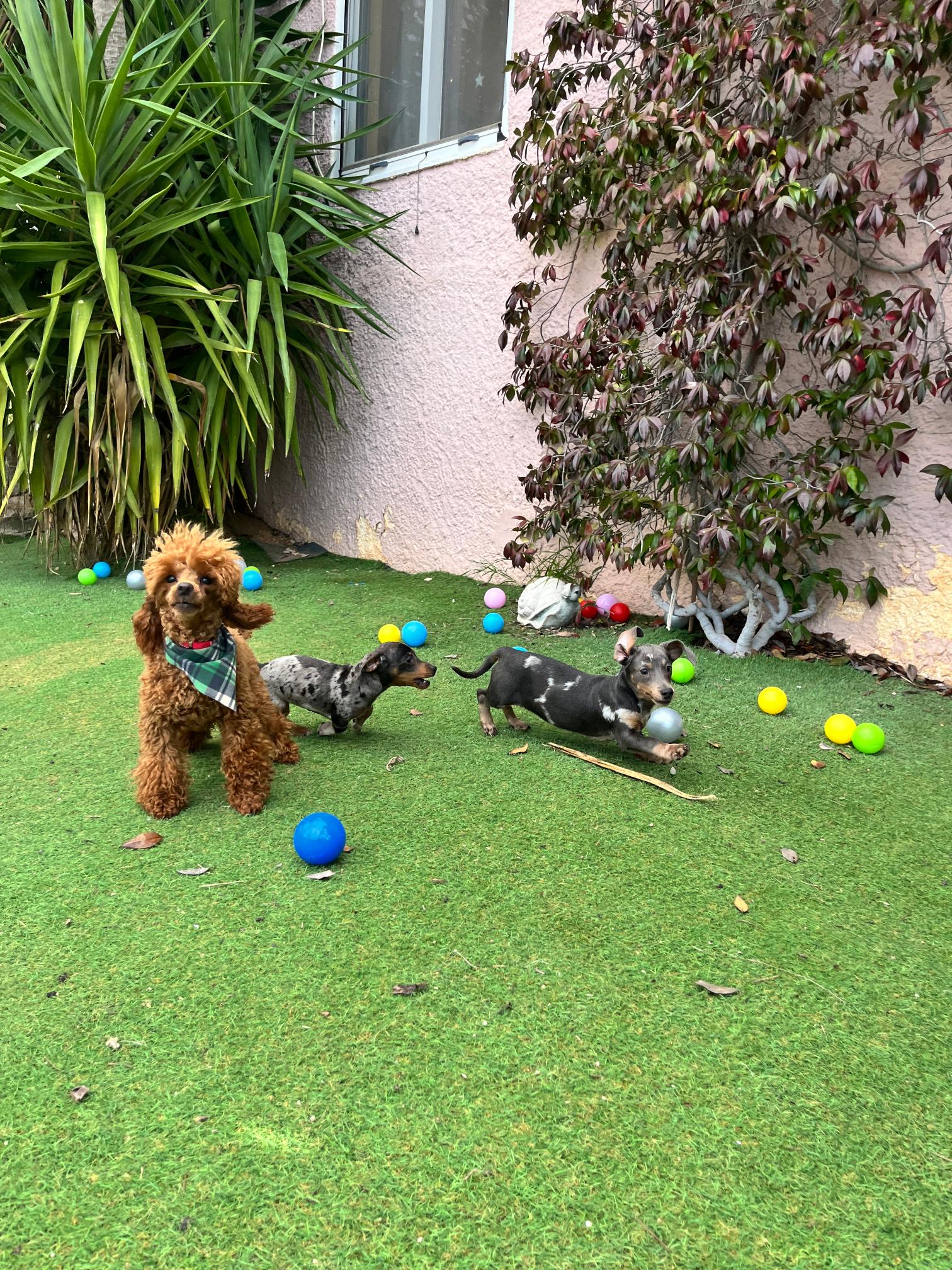 Dachshund - Teckel - Image 19