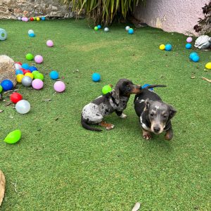 Dachshund – Teckel