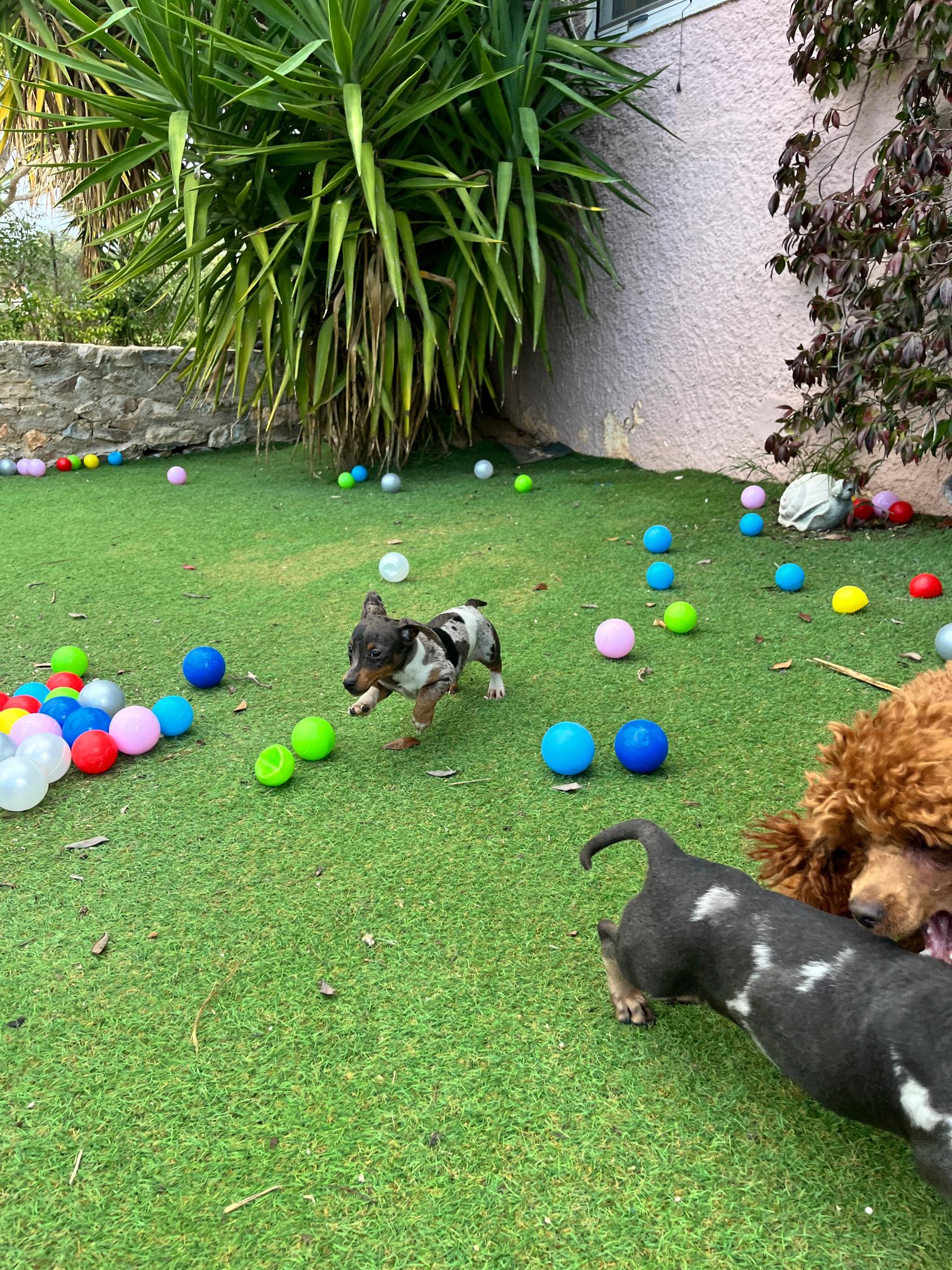 Dachshund - Teckel - Image 3