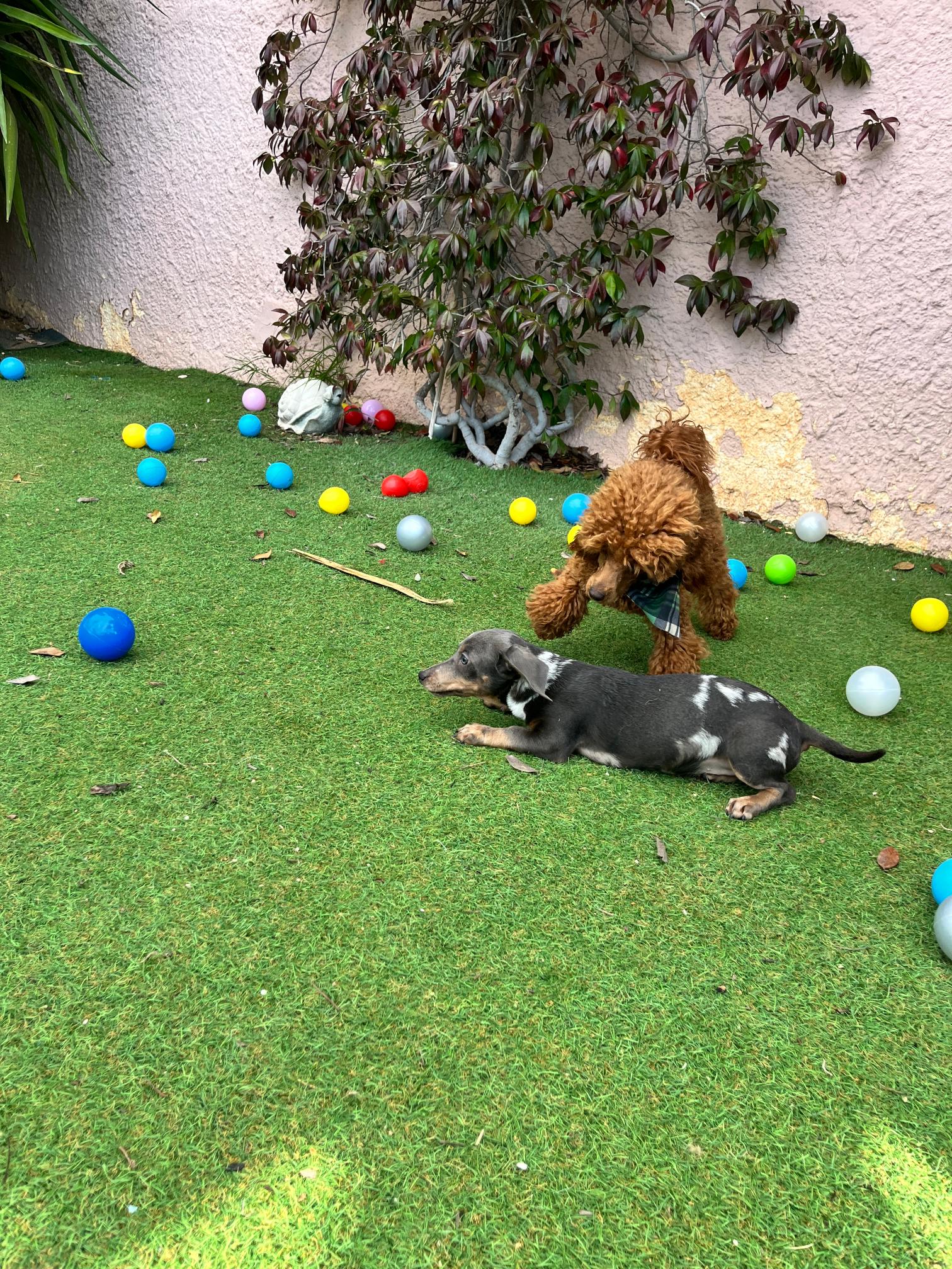 Dachshund - Teckel - Image 4