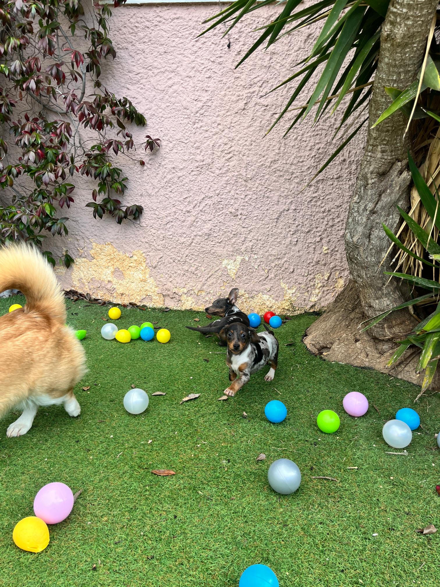 Dachshund - Teckel - Image 5