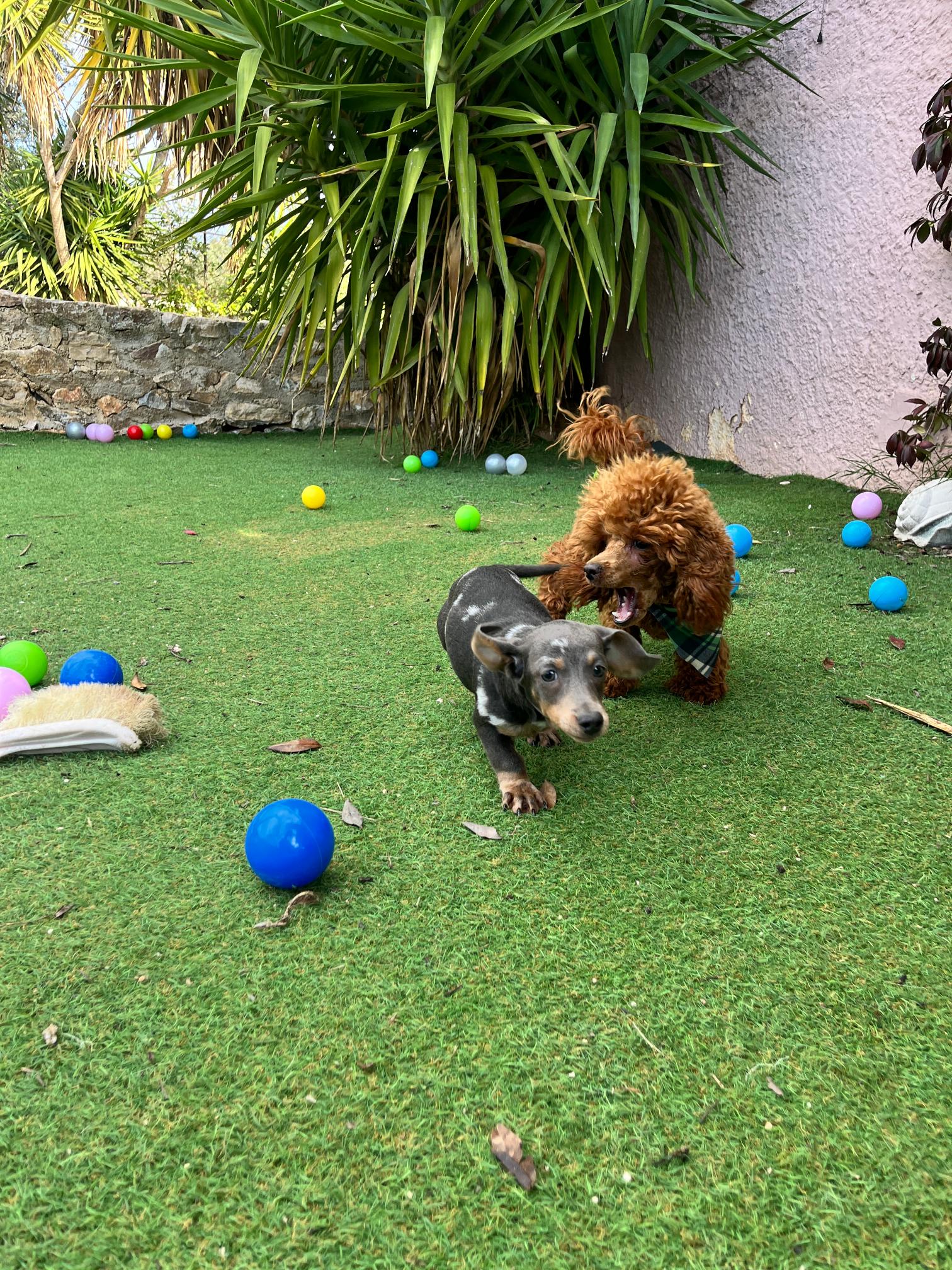 Dachshund - Teckel - Image 6