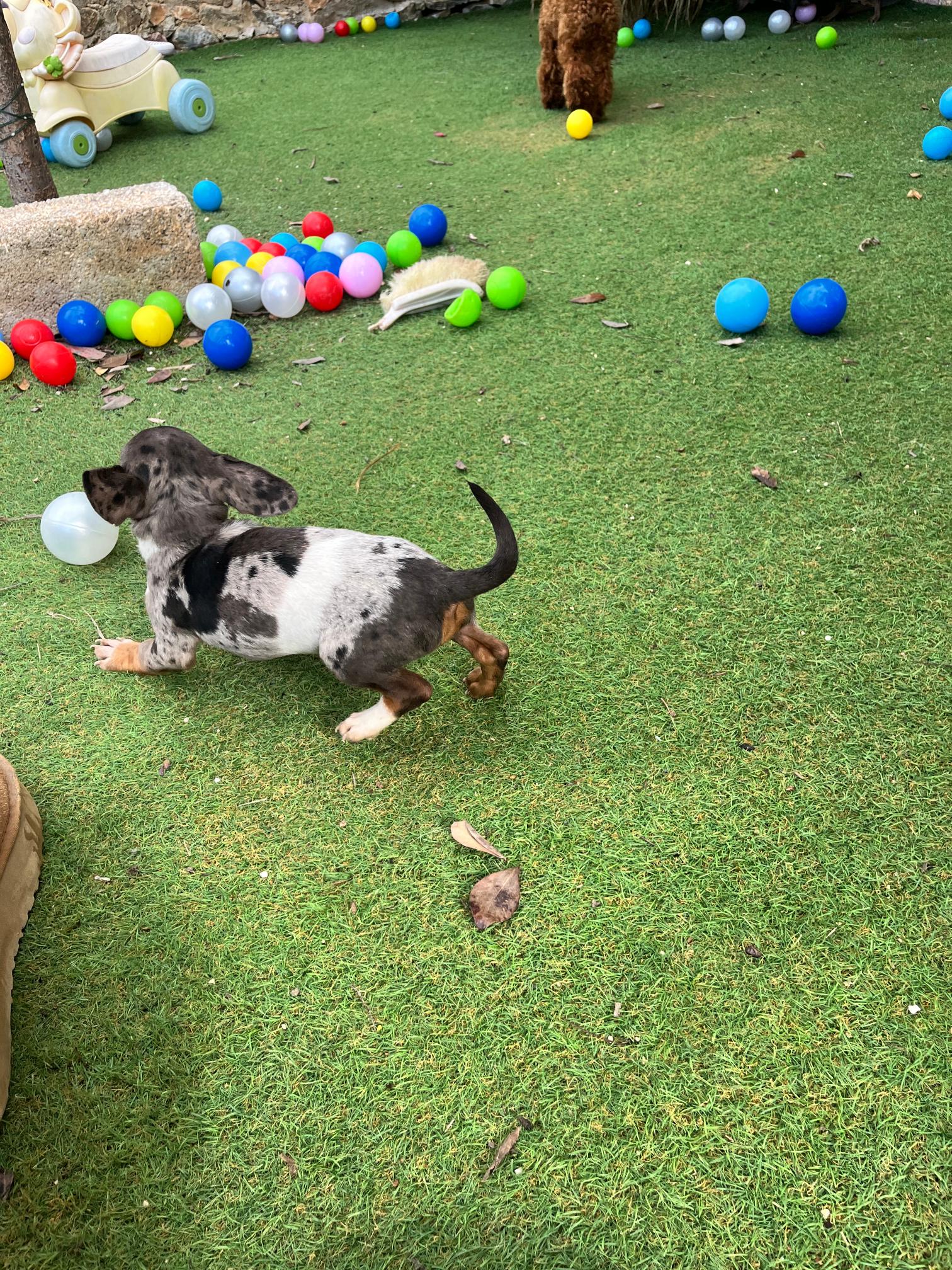 Dachshund - Teckel - Image 7