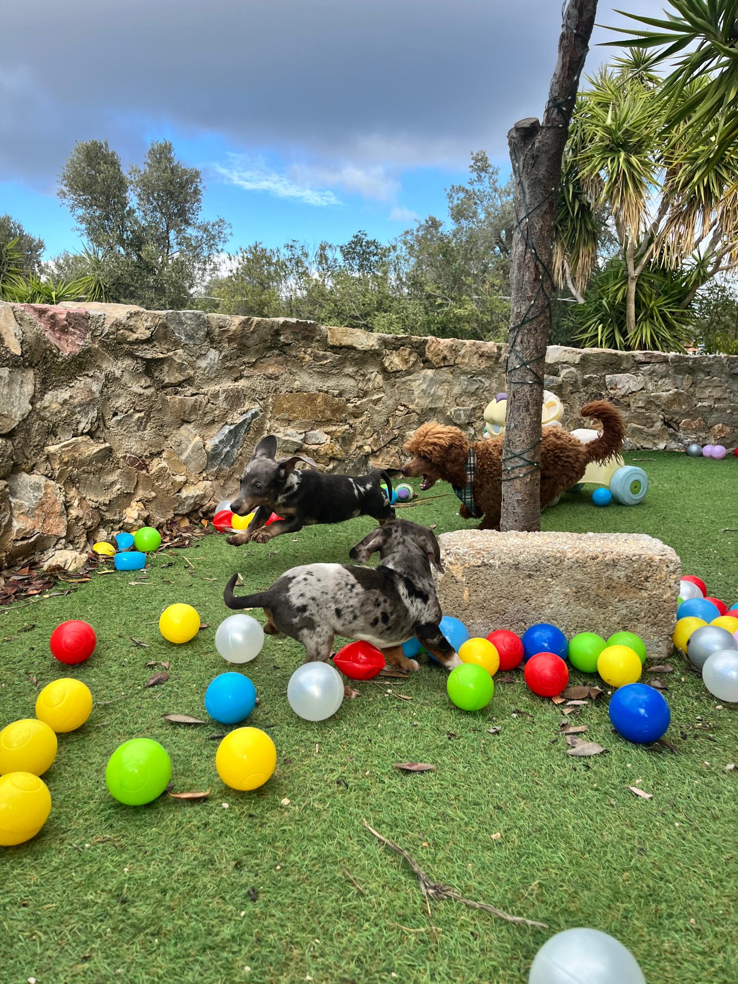 Dachshund - Teckel - Image 8