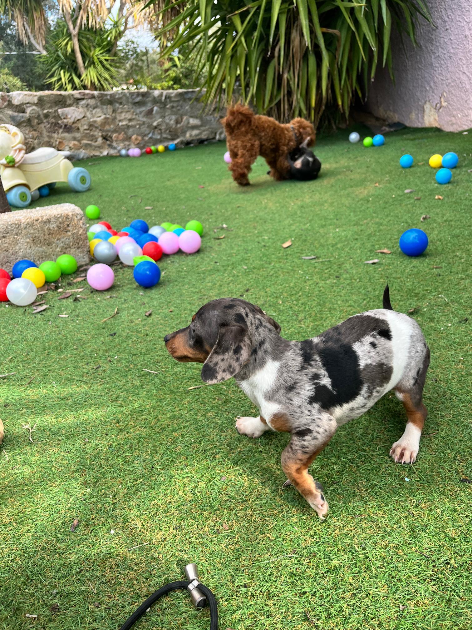 Dachshund - Teckel - Image 9