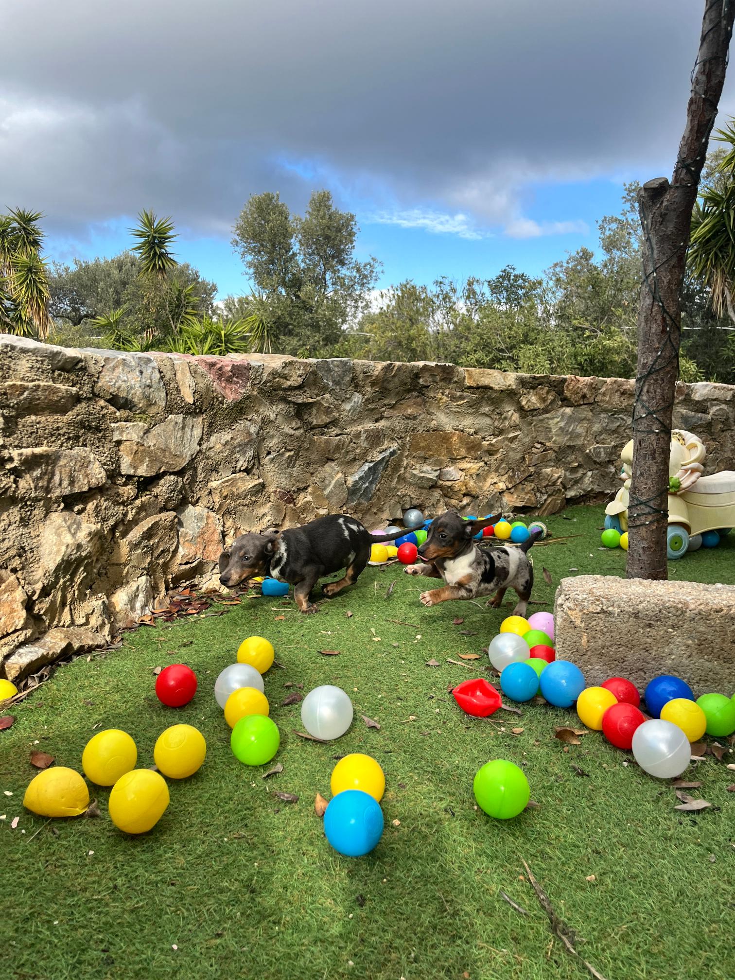 Dachshund - Teckel - Image 10